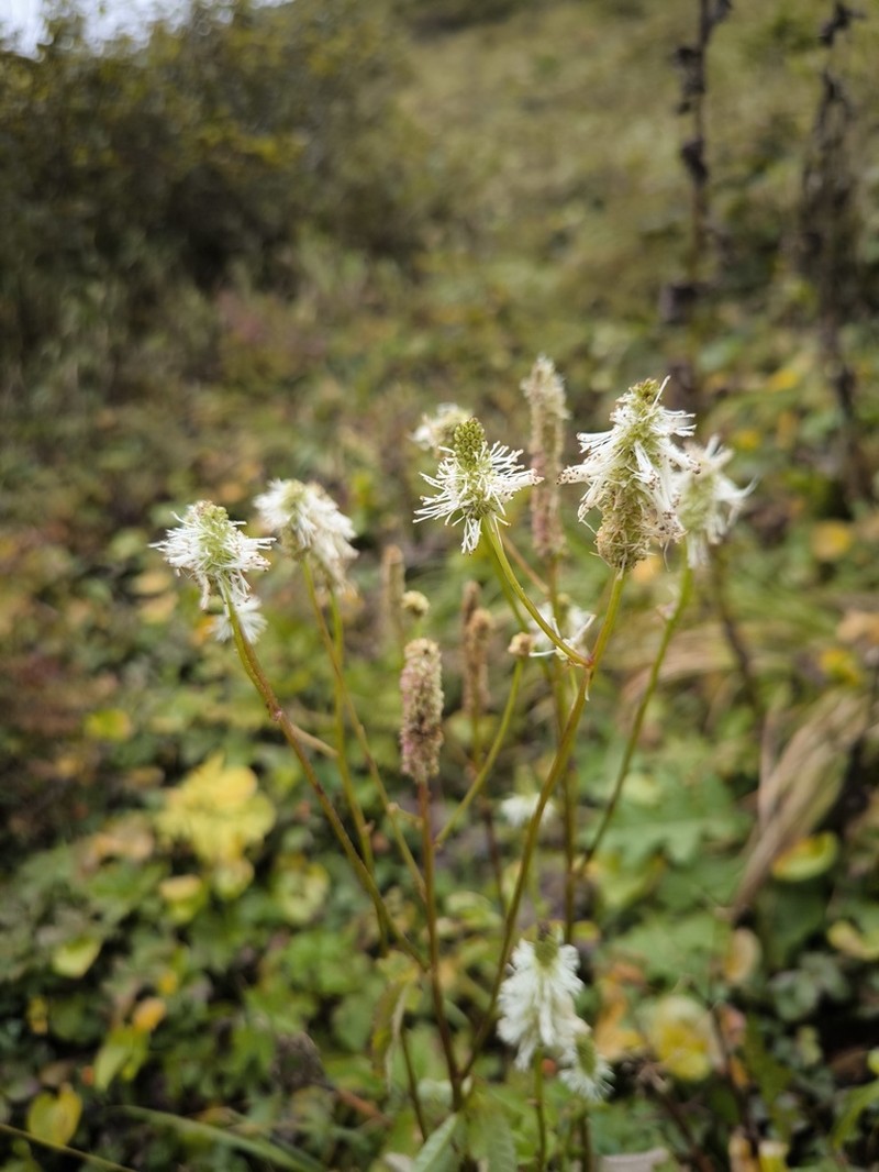 Sanguisorba stipulata photo 5