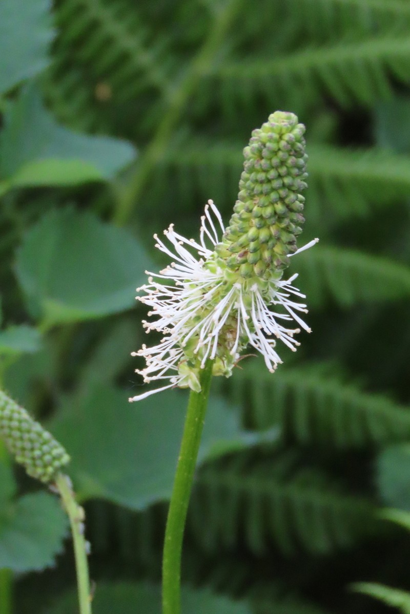 Sanguisorba stipulata photo 6