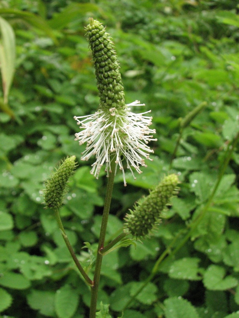 Sanguisorba stipulata photo 7