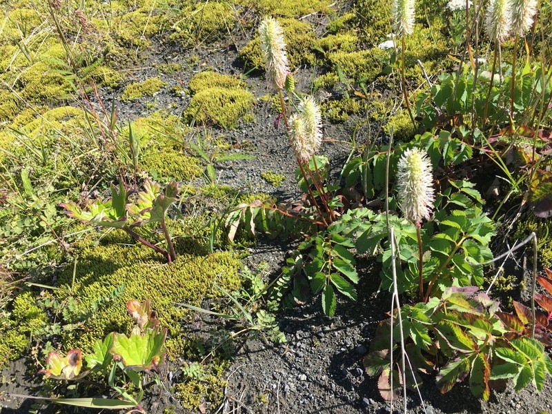 Sanguisorba stipulata photo 8