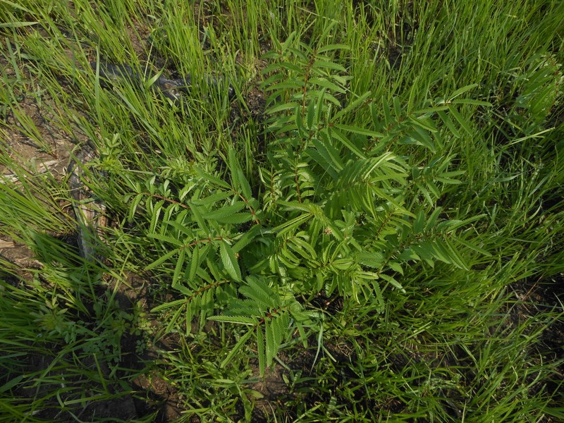Sanguisorba tenuifolia var. tenuifolia