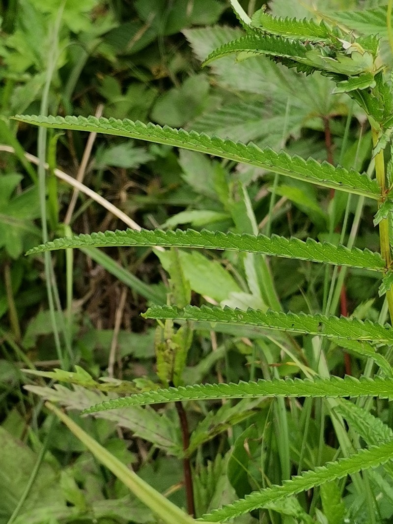 Sanguisorba tenuifolia var. tenuifolia photo 2