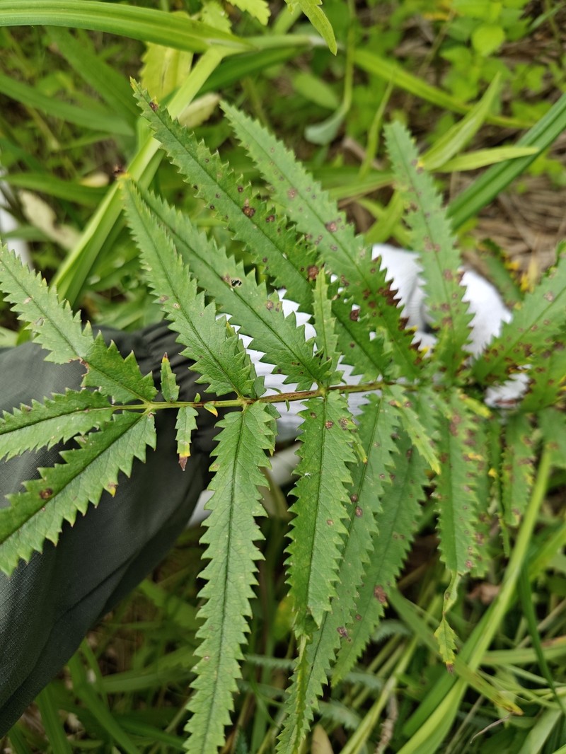Sanguisorba tenuifolia var. tenuifolia photo 3