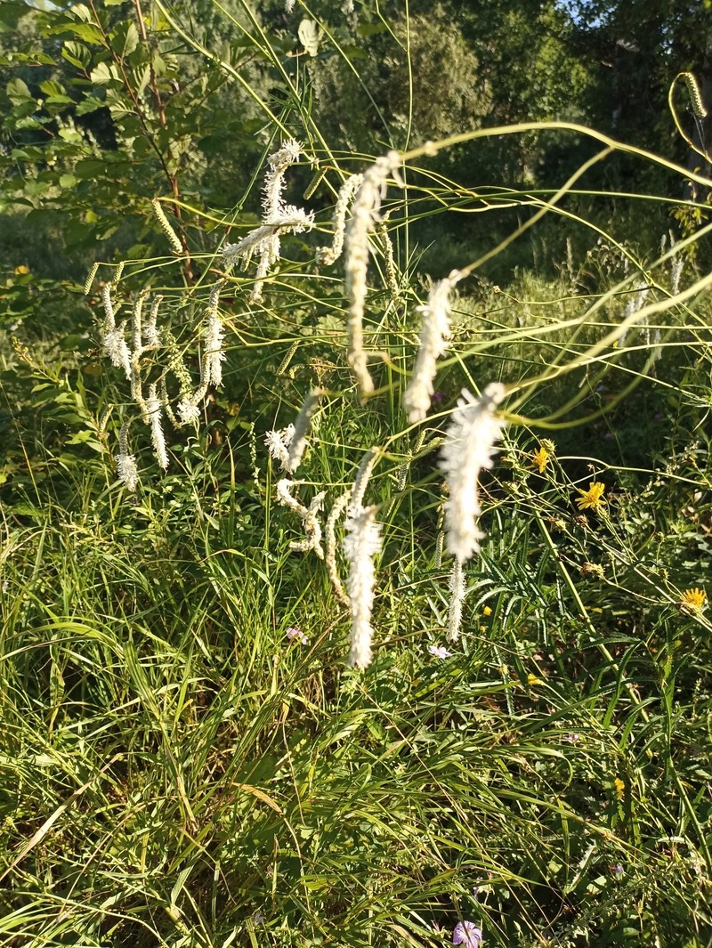 Sanguisorba tenuifolia var. tenuifolia photo 4