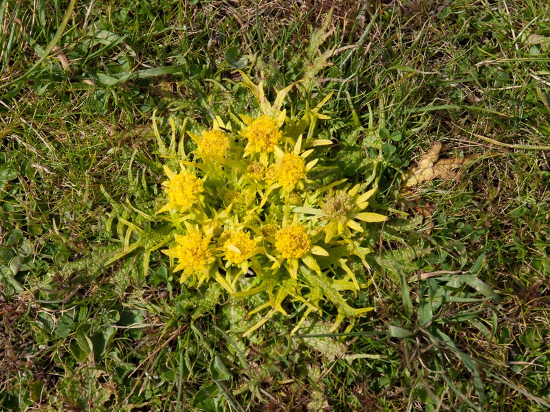 Footsteps Of Spring photo 2
