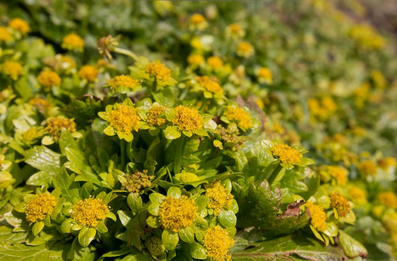Footsteps Of Spring photo 3