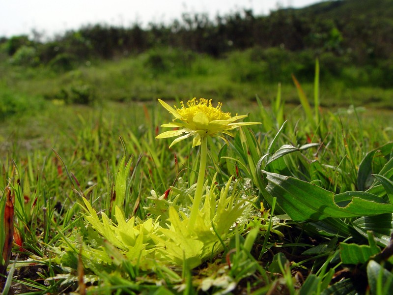 Footsteps Of Spring photo 5
