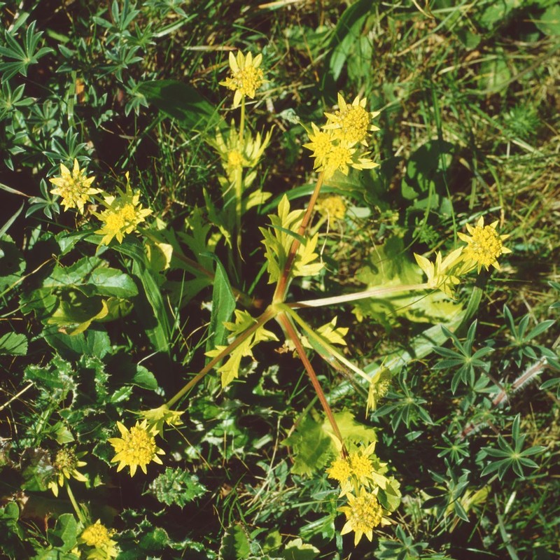 Footsteps Of Spring photo 6