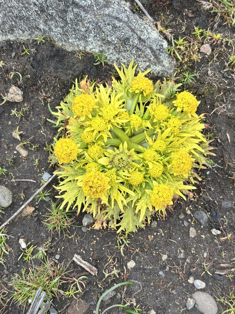 Footsteps Of Spring photo 3