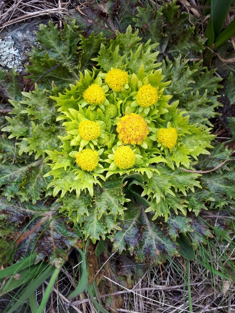 Footsteps Of Spring photo 4