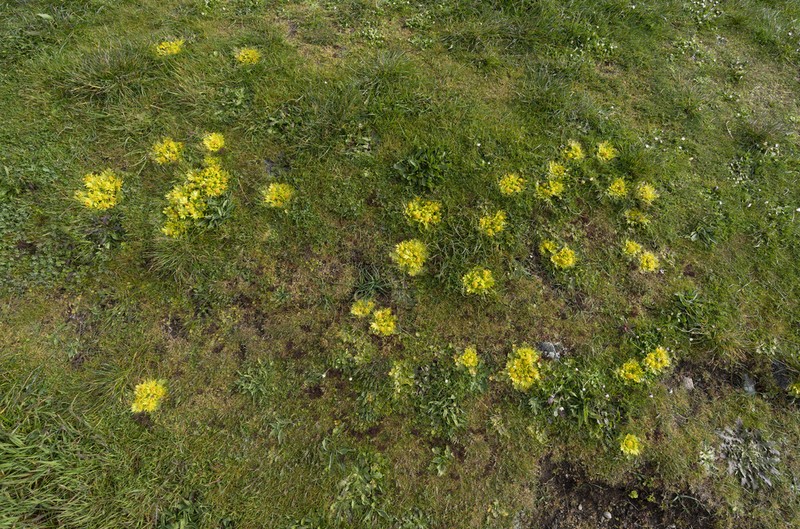 Footsteps Of Spring photo 5