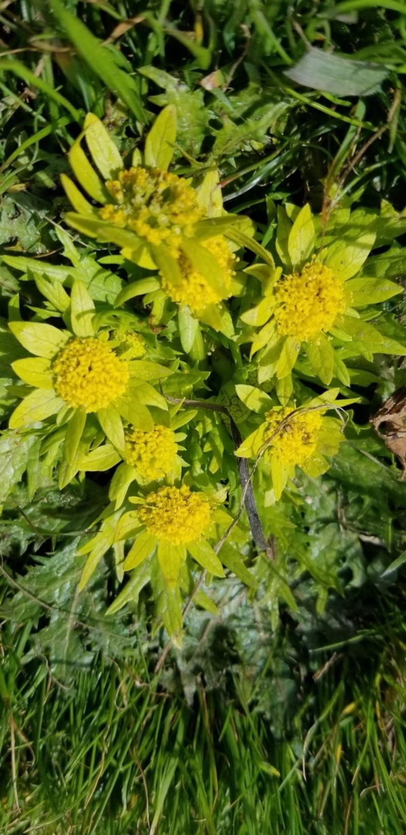 Footsteps Of Spring photo 6