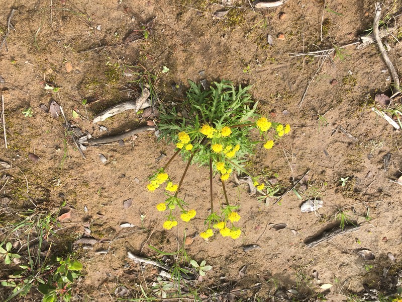 Sharptooth Blacksnakeroot photo 2
