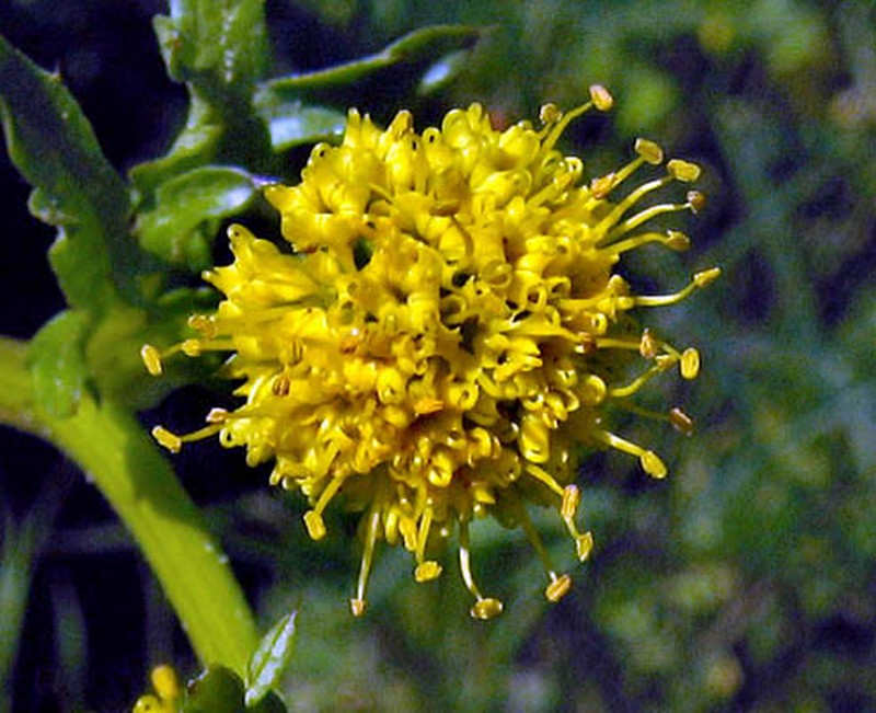 Sharptooth Blacksnakeroot photo 3