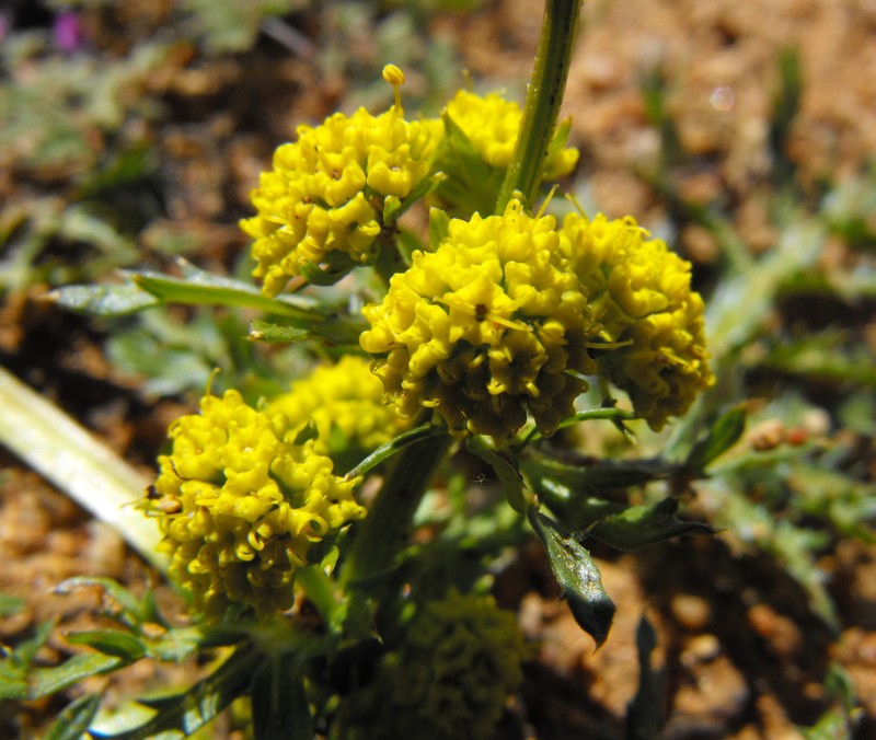 Sharptooth Blacksnakeroot