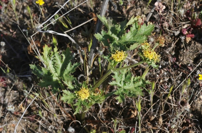 Sharptooth Blacksnakeroot photo 3