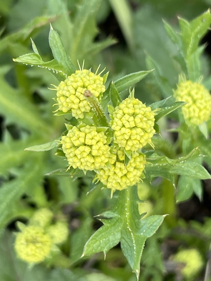 Sharptooth Blacksnakeroot photo 4