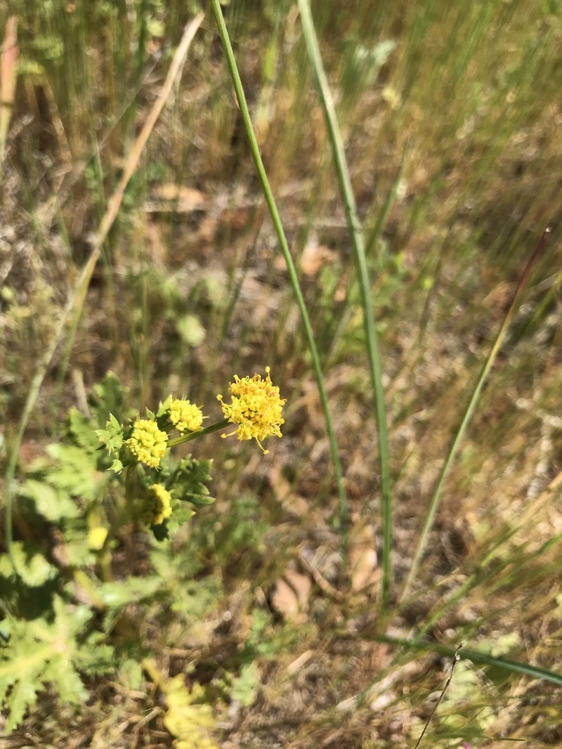 Sharptooth Blacksnakeroot photo 6