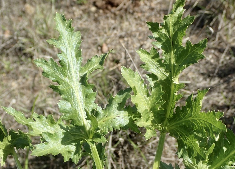 Sharptooth Blacksnakeroot photo 7
