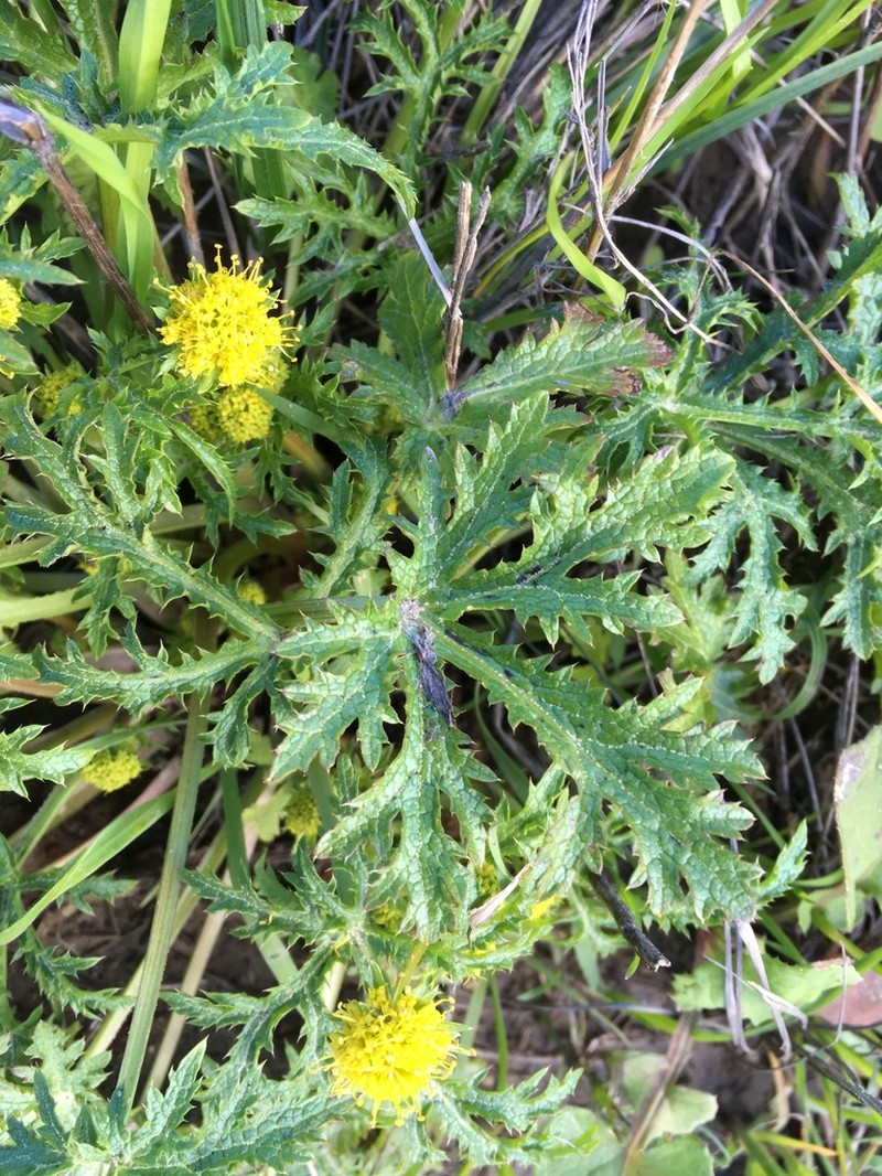 Sharptooth Blacksnakeroot photo 8
