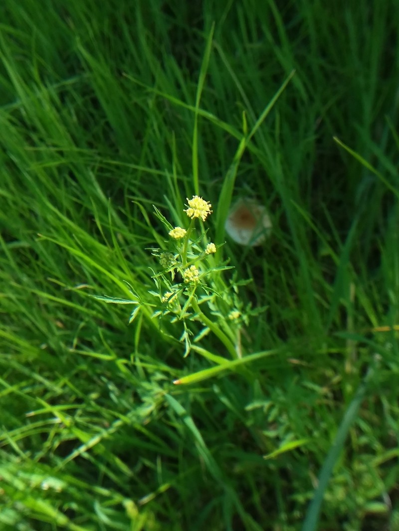 Poison Sanicle photo 3