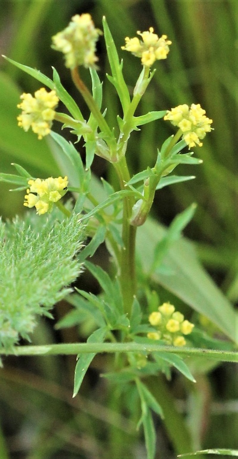 Poison Sanicle photo 4