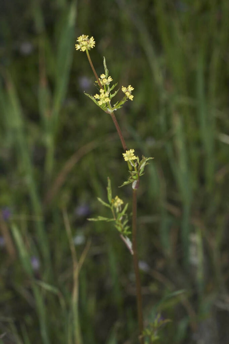 Poison Sanicle photo 5