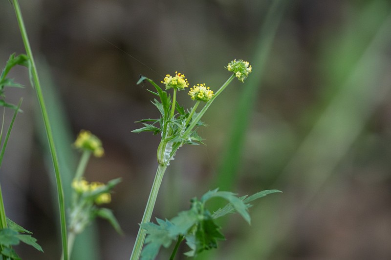 Poison Sanicle photo 6