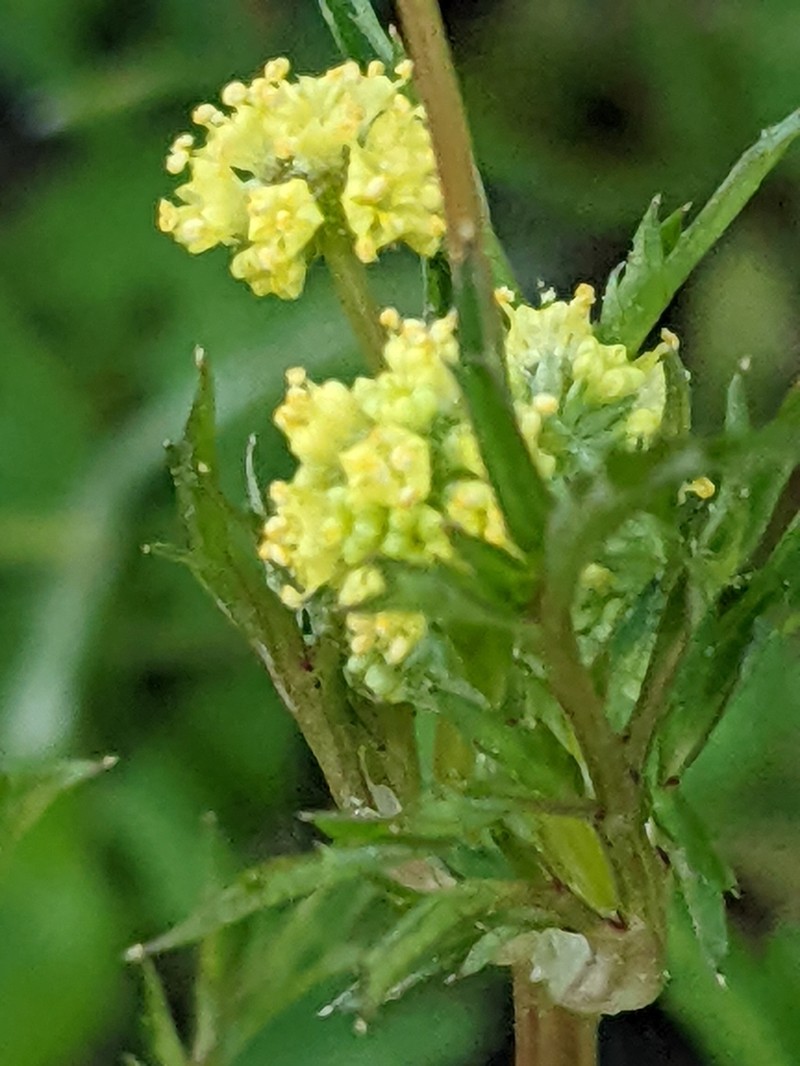 Poison Sanicle photo 7