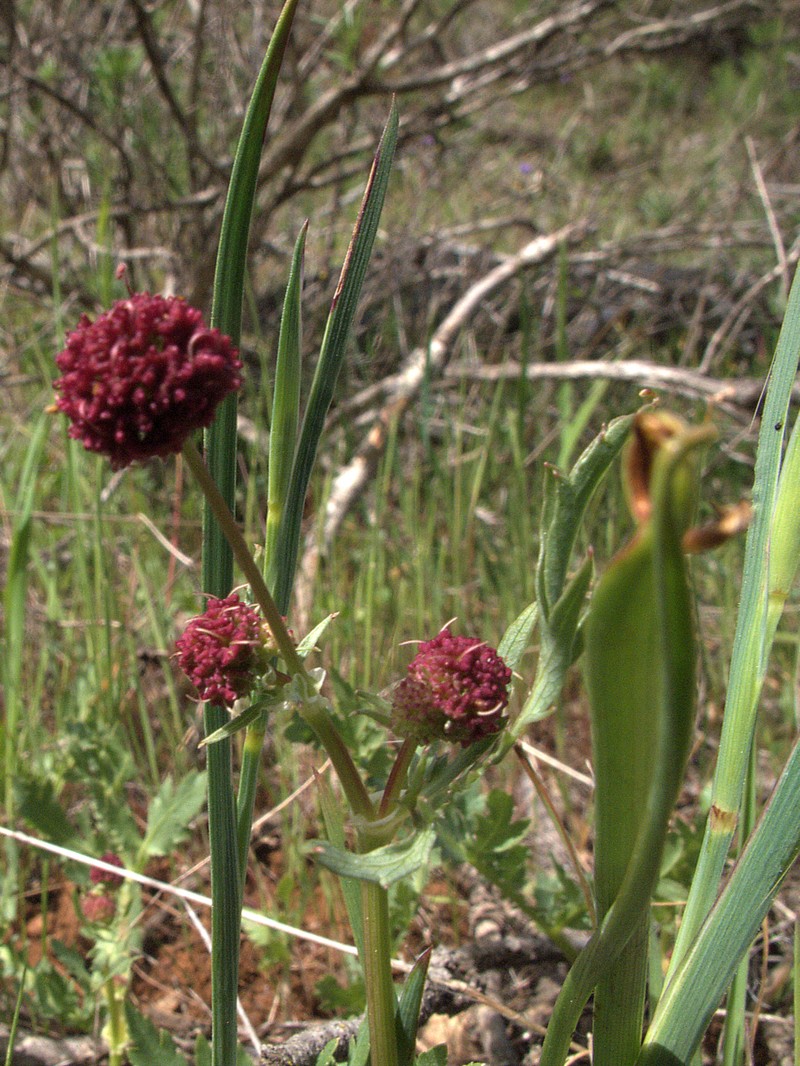 Purple Sanicle photo 4
