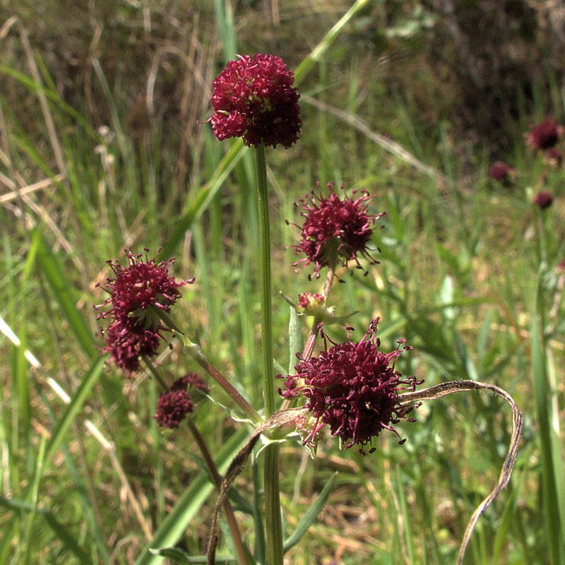 Purple Sanicle photo 5