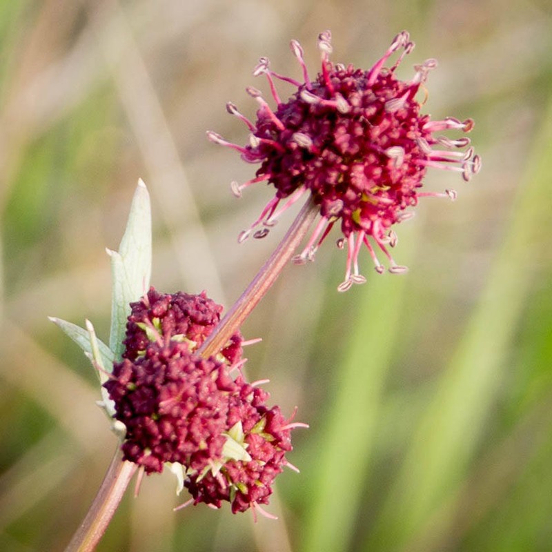 Purple Sanicle photo 6