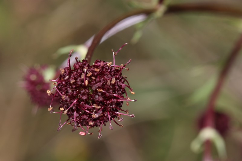 Purple Sanicle photo 7