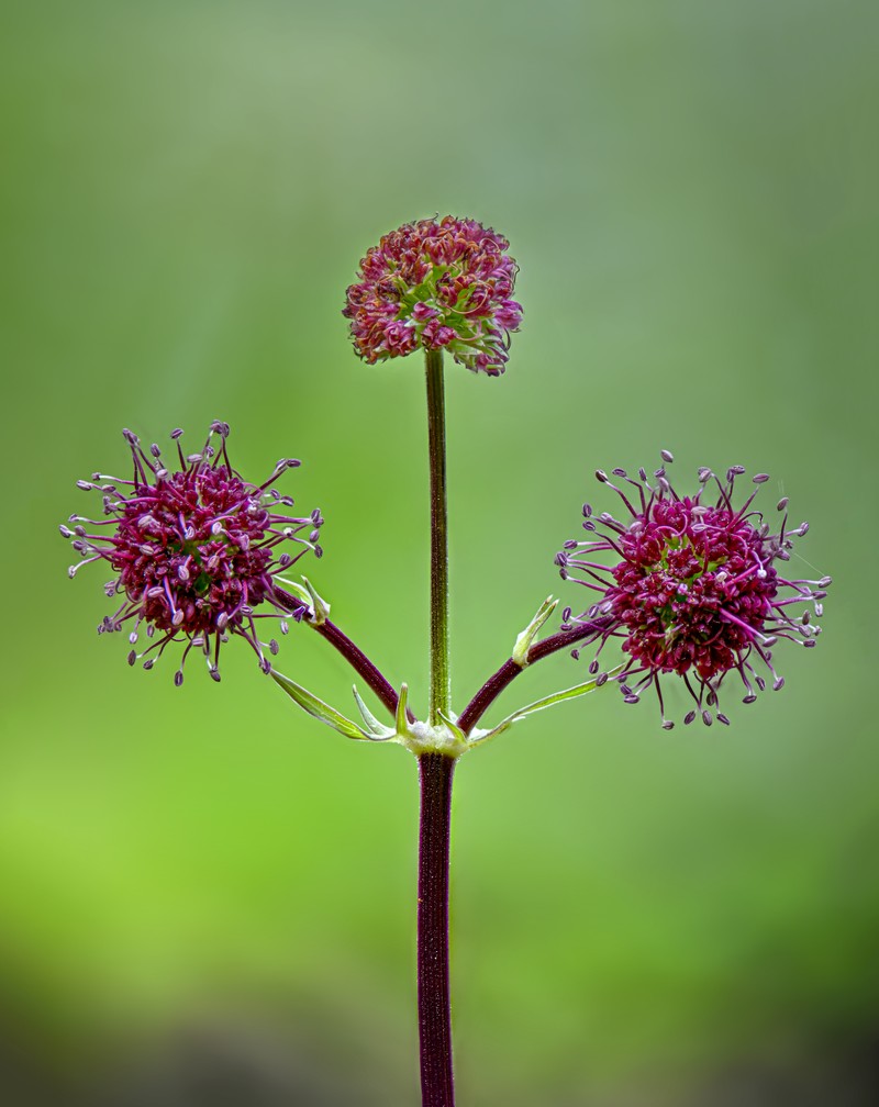Purple Sanicle