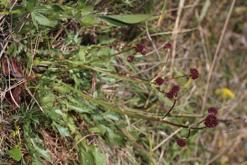 Purple Sanicle photo 2
