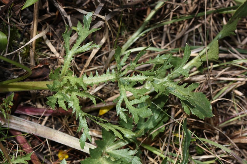 Purple Sanicle photo 3