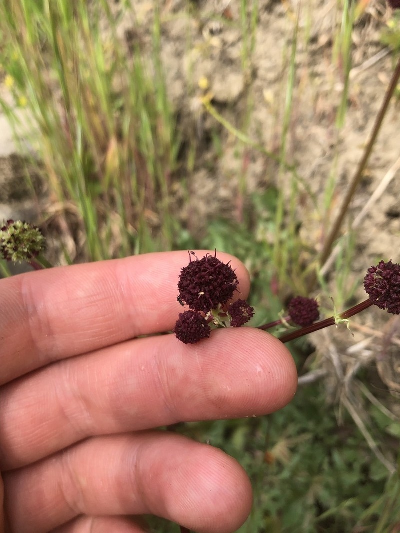 Purple Sanicle photo 4