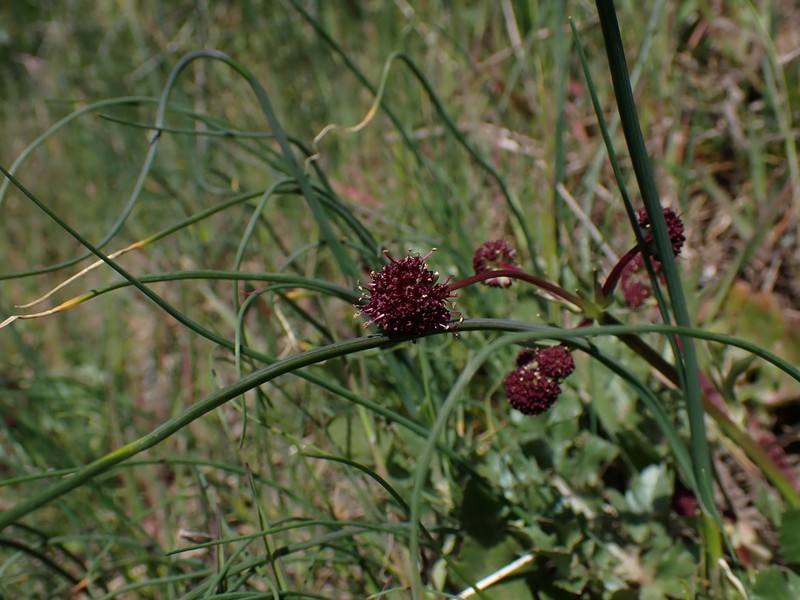 Purple Sanicle photo 5