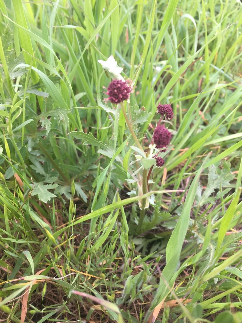 Purple Sanicle photo 6