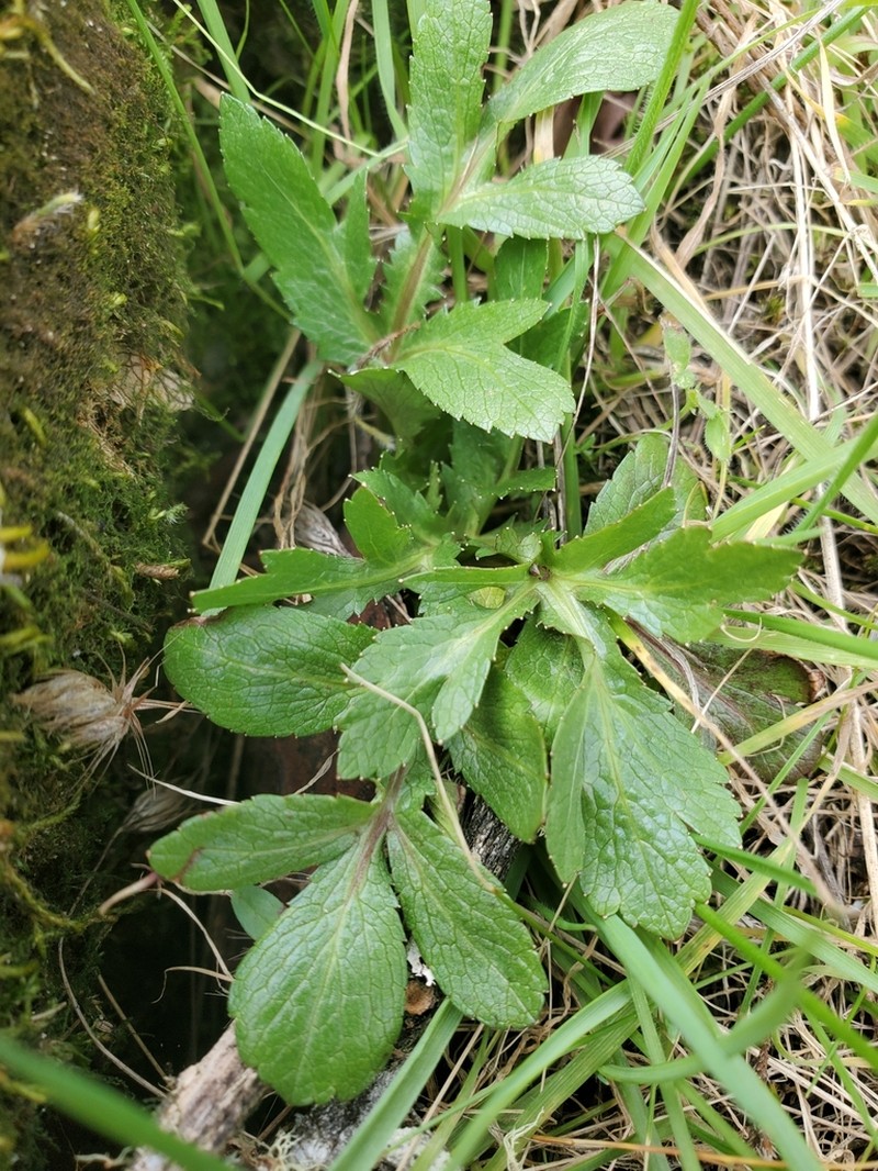 Purple Sanicle photo 7