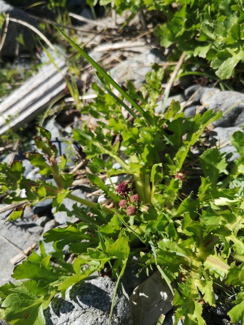Purple Sanicle photo 8
