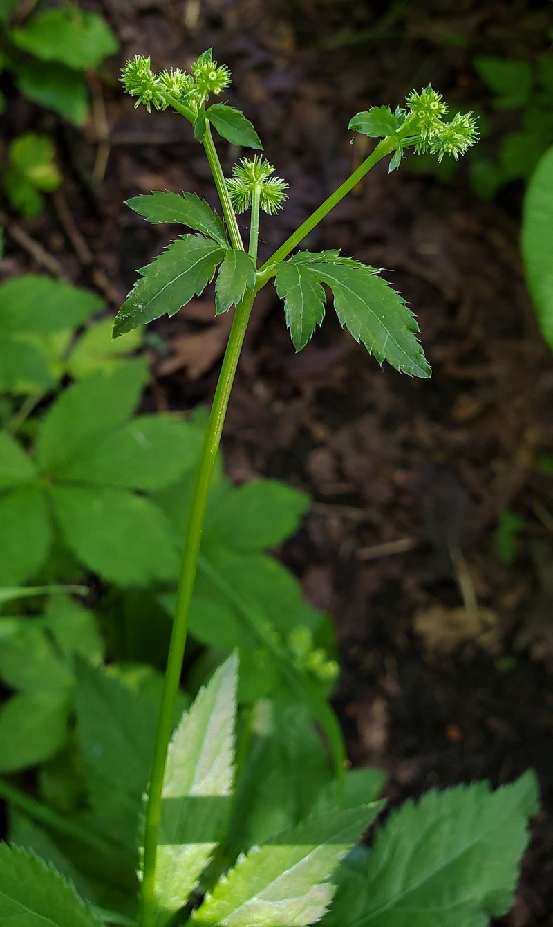 Canadian Blacksnakeroot
