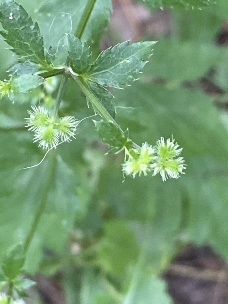 Canadian Blacksnakeroot photo 2