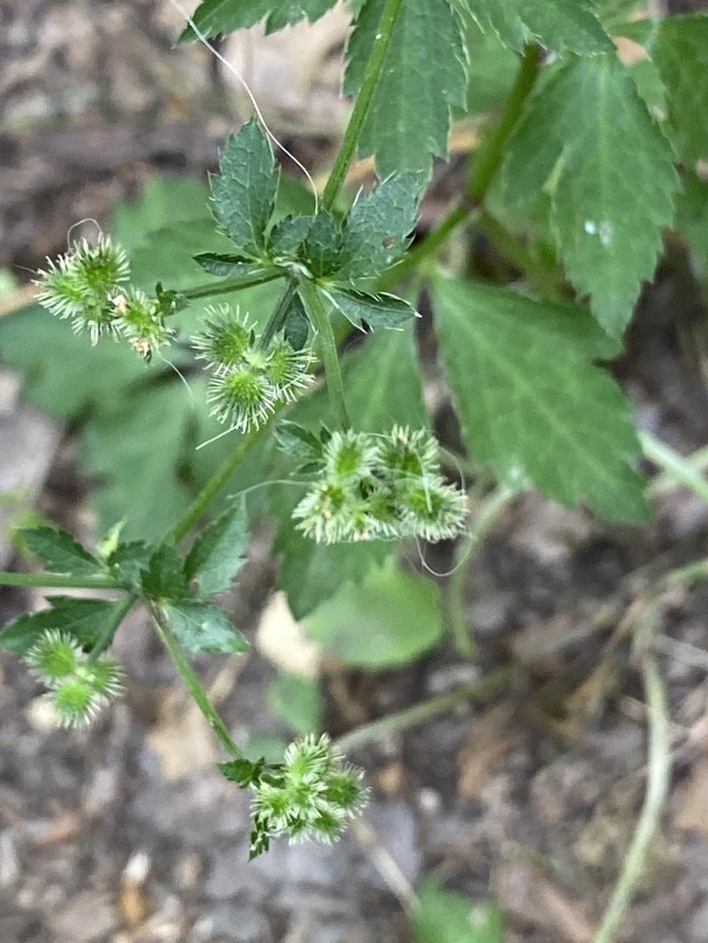 Canadian Blacksnakeroot photo 3