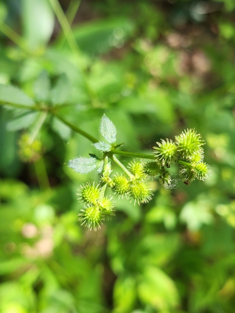 Canadian Blacksnakeroot photo 4