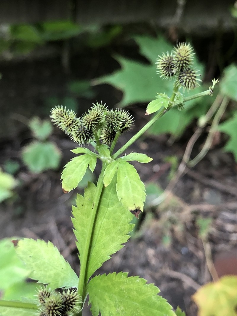 Canadian Blacksnakeroot photo 5