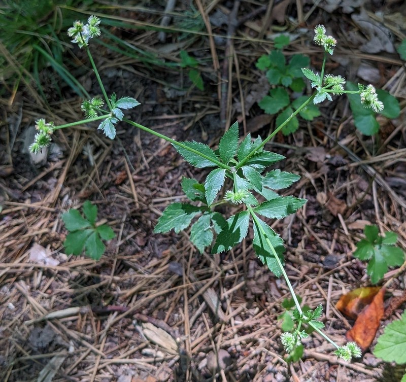 Canadian Blacksnakeroot photo 6