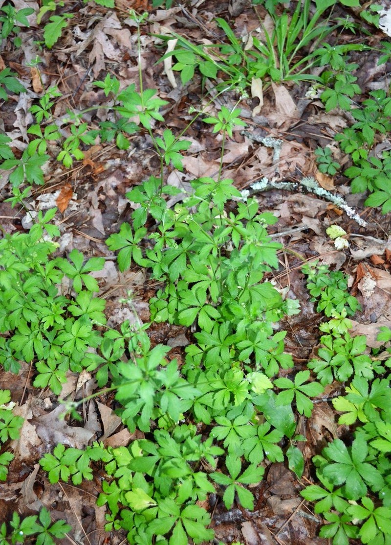 Canadian Blacksnakeroot photo 7