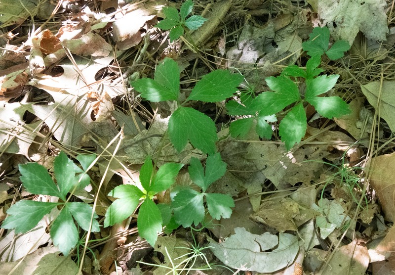 Sanicula canadensis var. canadensis