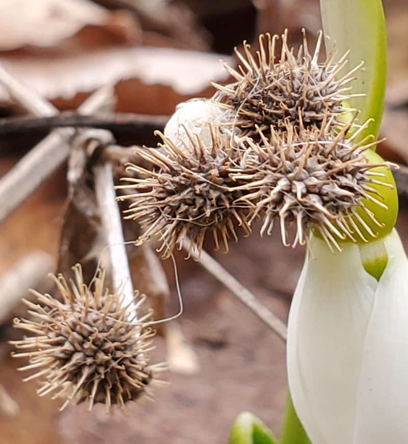 Sanicula canadensis var. canadensis photo 2